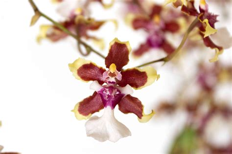 good morning orchid|How to Care for Orchids